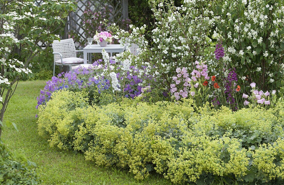 Philadelphus coronarius and virginalis (whistling bush, false jasmine)