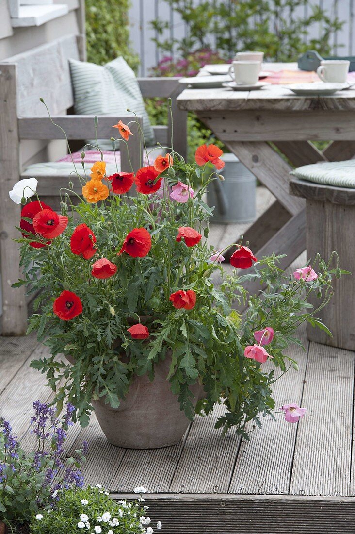 Papaver rhoeas (corn poppy) and Papaver rupifragum (poppy)