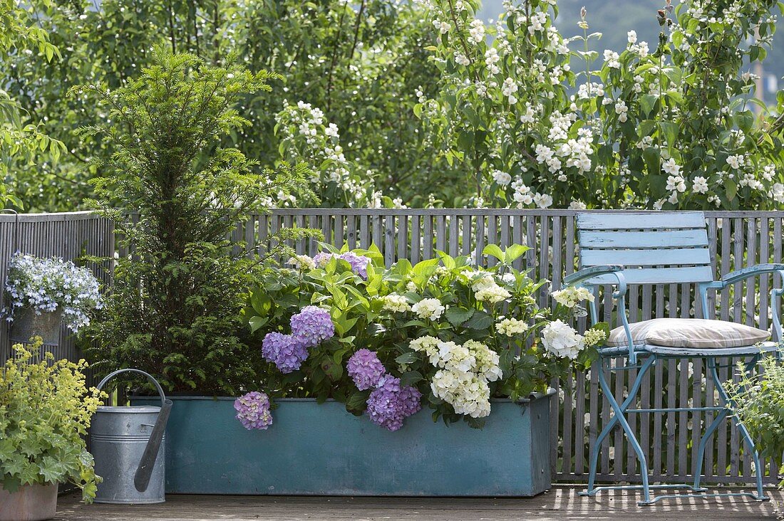 Hydrangea macrophylla (Hydrangea) and Taxus (Yew)