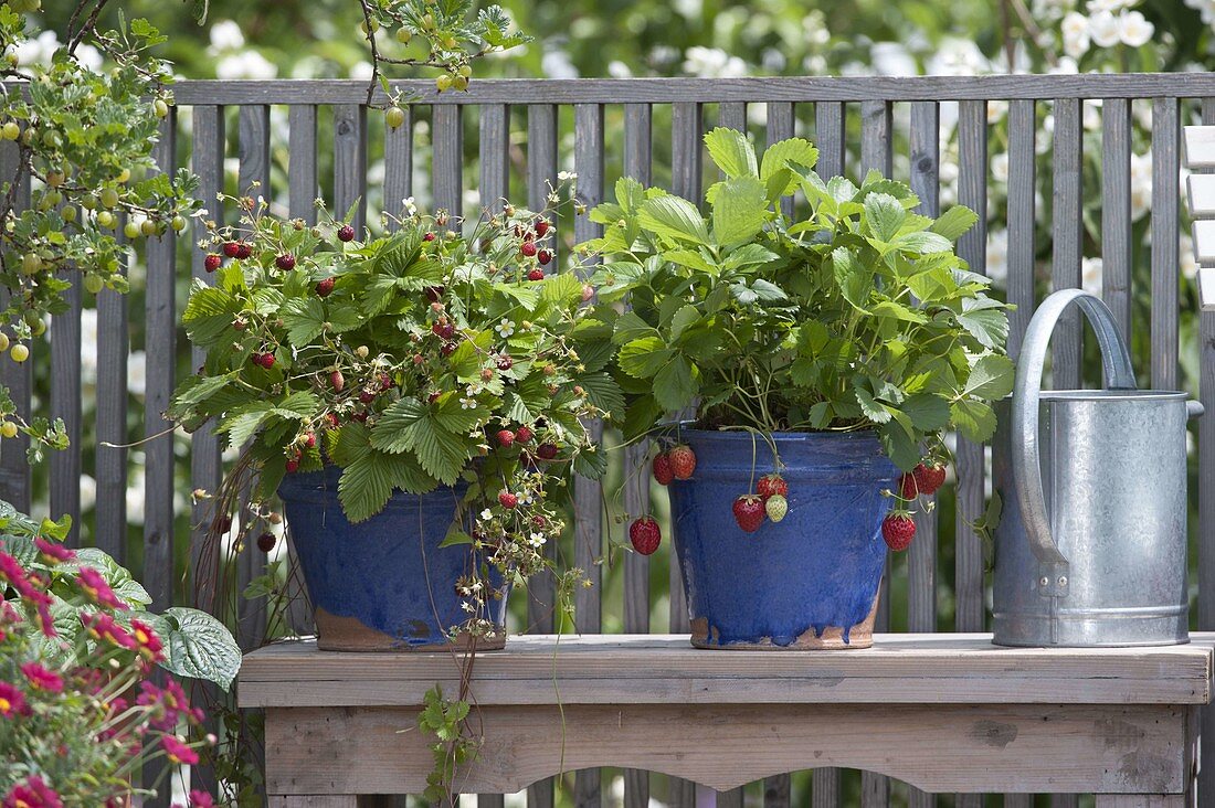 Wild strawberries (Fragaria vesca) and strawberry 'Mara De Bois'