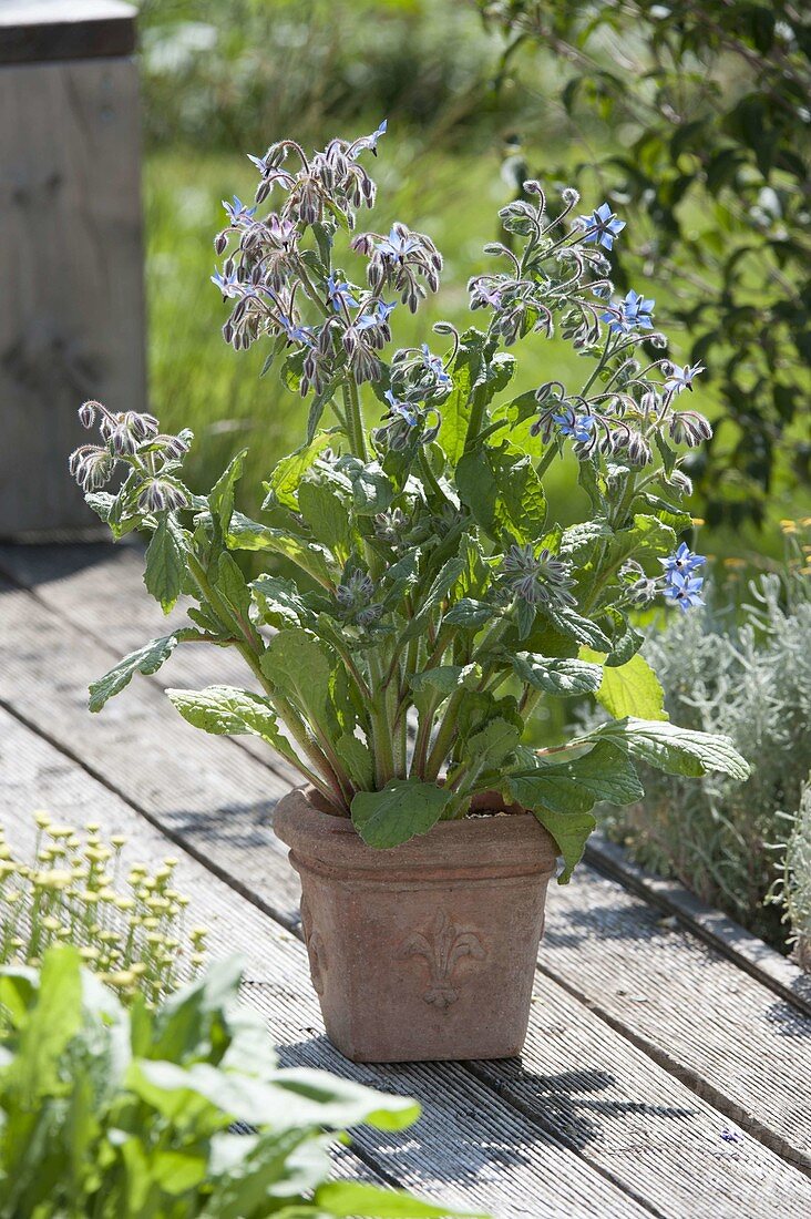 Borage, cucumber herb (Borago officinalis) in terracotta pot