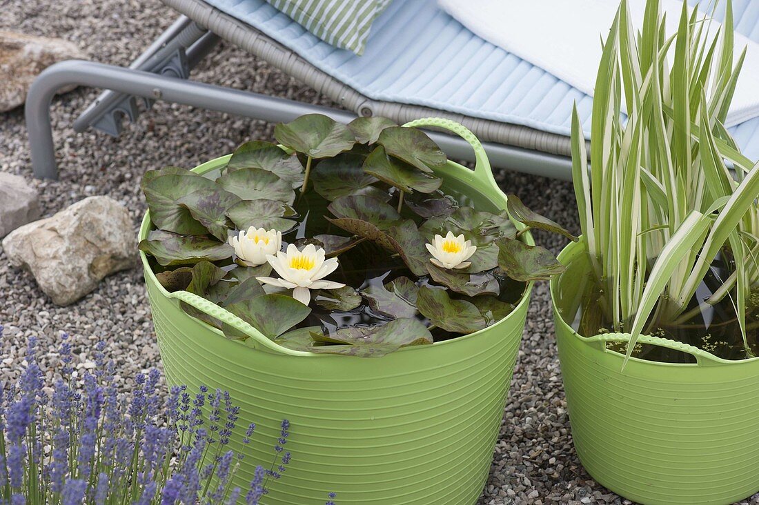 Nymphaea 'Marliacea Chromatella' (water lily), Iris Variegata