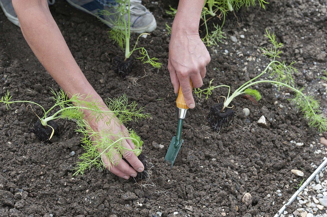 Planting fennel in the vegetable patch (3/6)