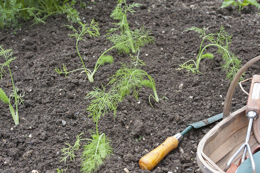 Planting fennel in the vegetable patch (5/6)