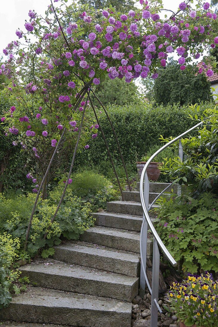 Granit-Treppe mit Handlauf und Kletterrose mit Zweigen als Stütze