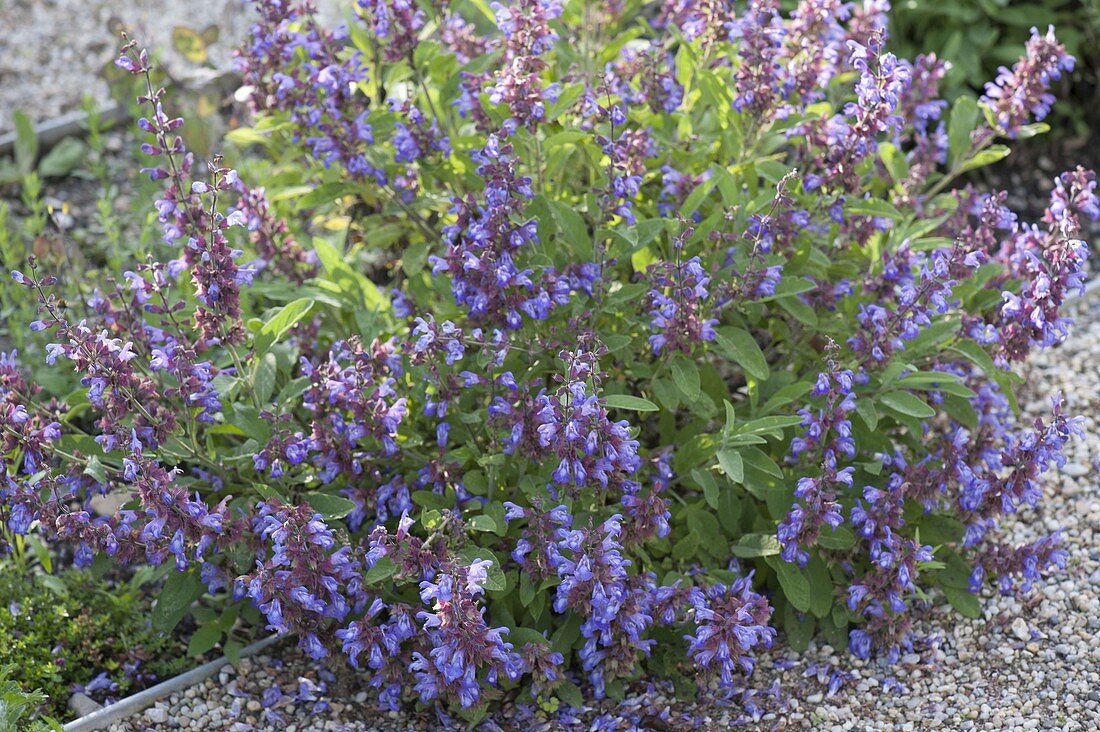 Flowering sage (Salvia officinalis) in a flower bed