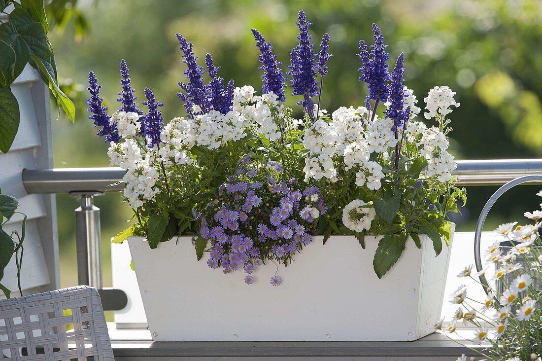 Plant wooden box blue and white