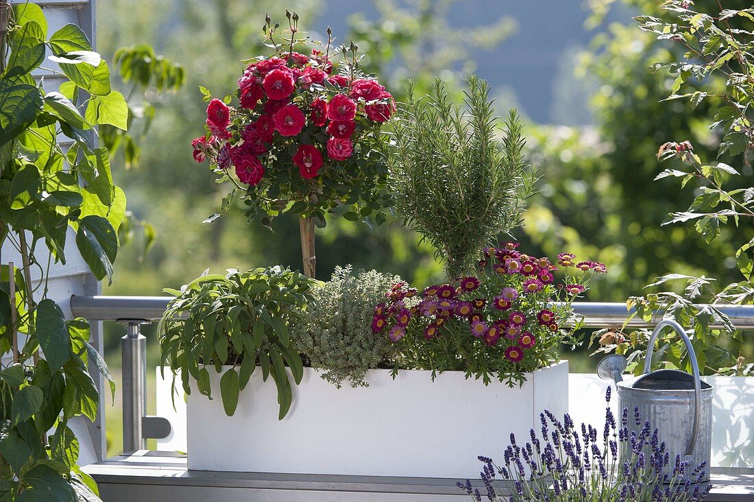 Woman planting a box with rose stems and herbs