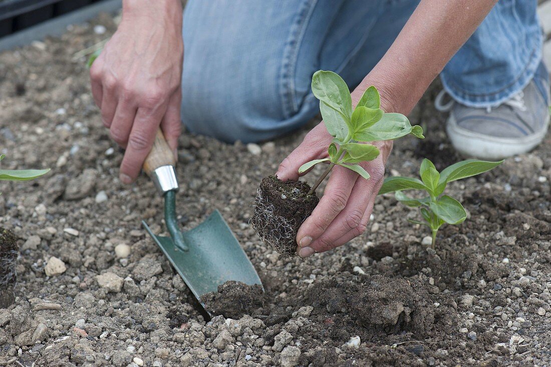 Planting zinnias in the border