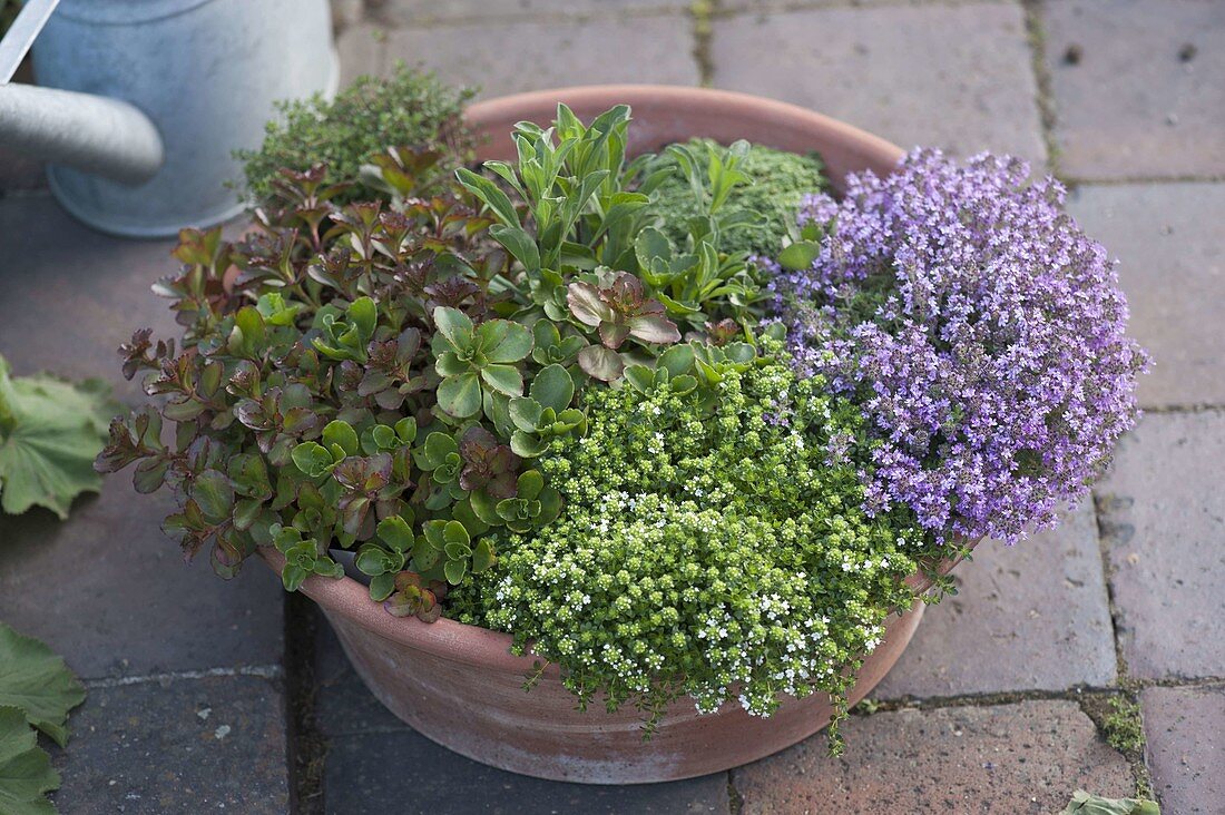 Woman planting terracotta bowl with stonecrop and various thyme