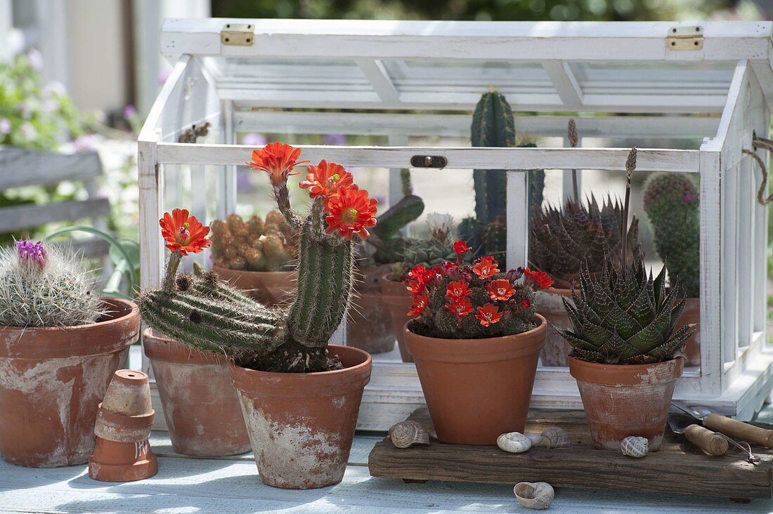 Kleines Kakteenhaus mit Echinocereus scheeri (Igelsäulenkaktus), Rebutia