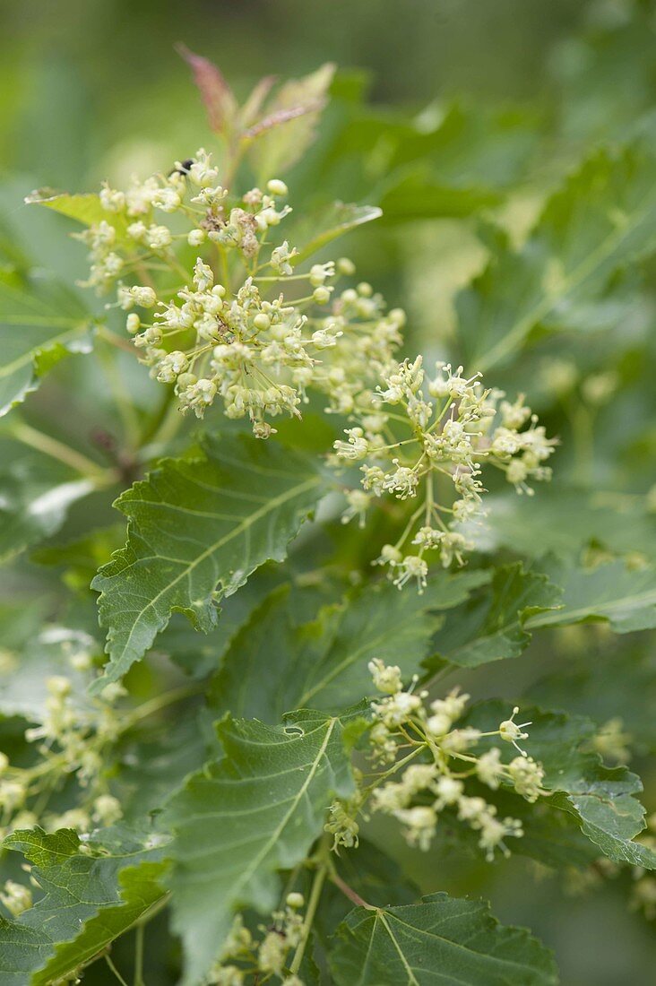 Flower of Acer ginnala (Fire Maple)