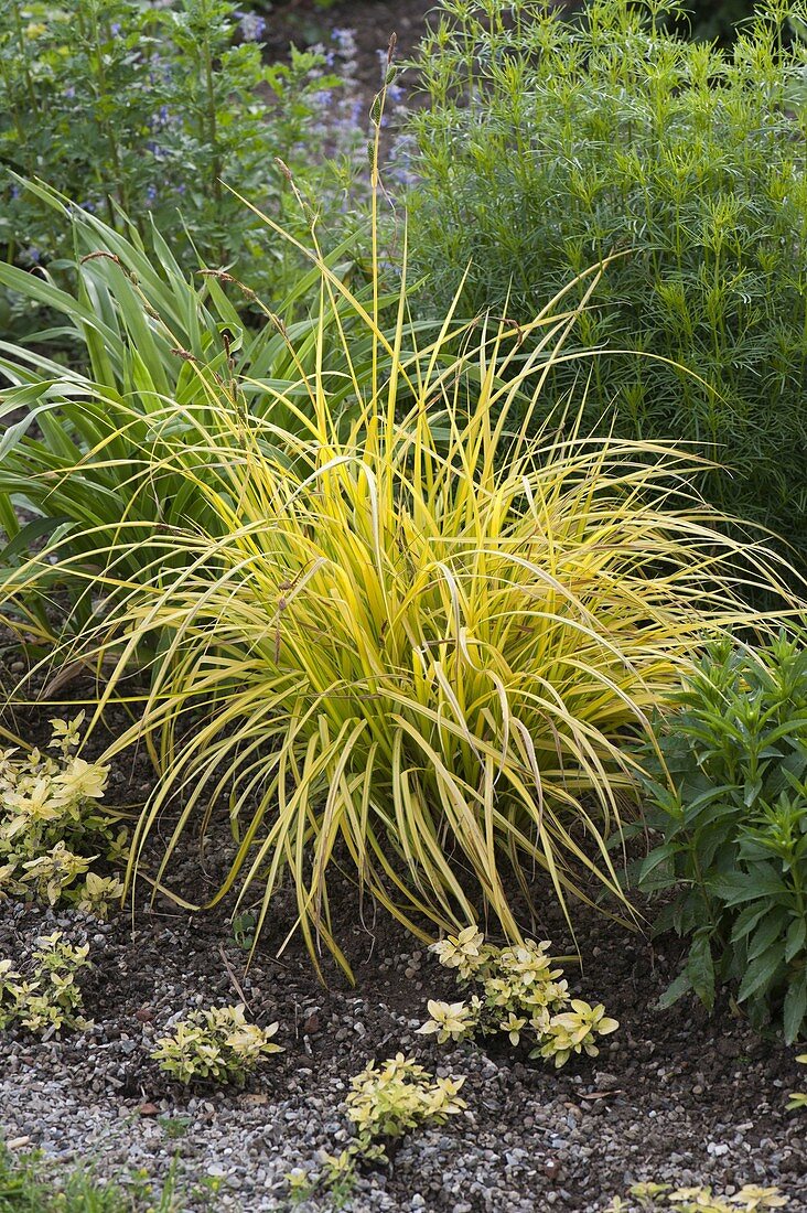 Carex elata 'Bowles Golden' (Gold-Segge)