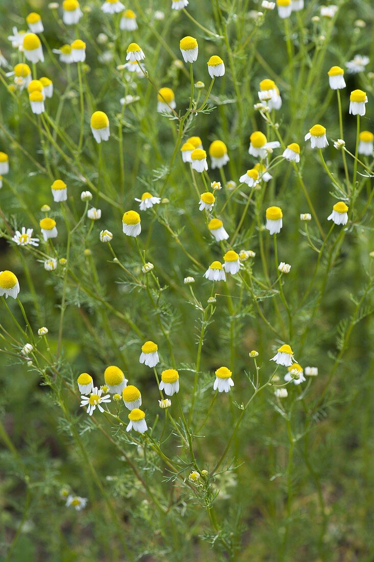 Matricaria chamomilla (Chamomile)