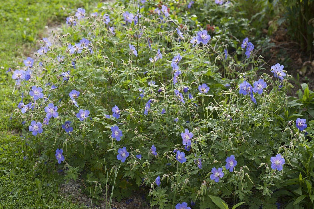 Geranium pratense 'Johnson's Blue' (cranesbill)