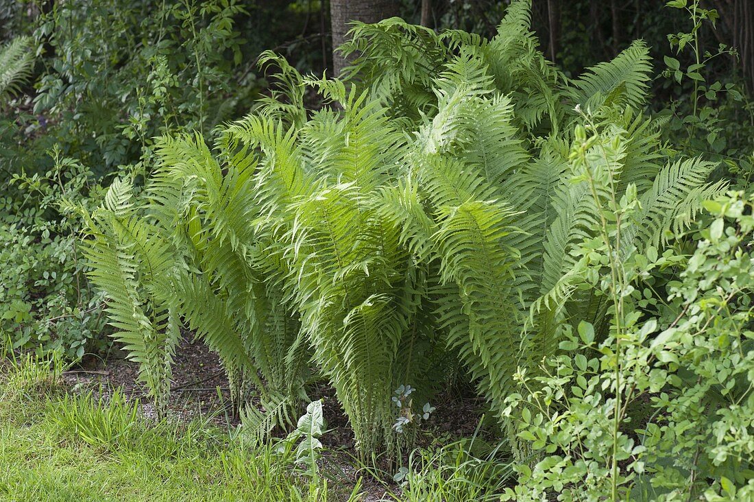 Matteuccia struthiopteris (Straußfarn) unter Bäumen