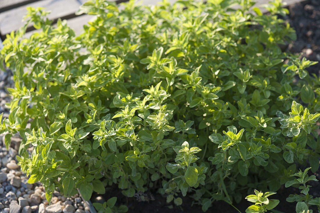 Oregano (Origanum)