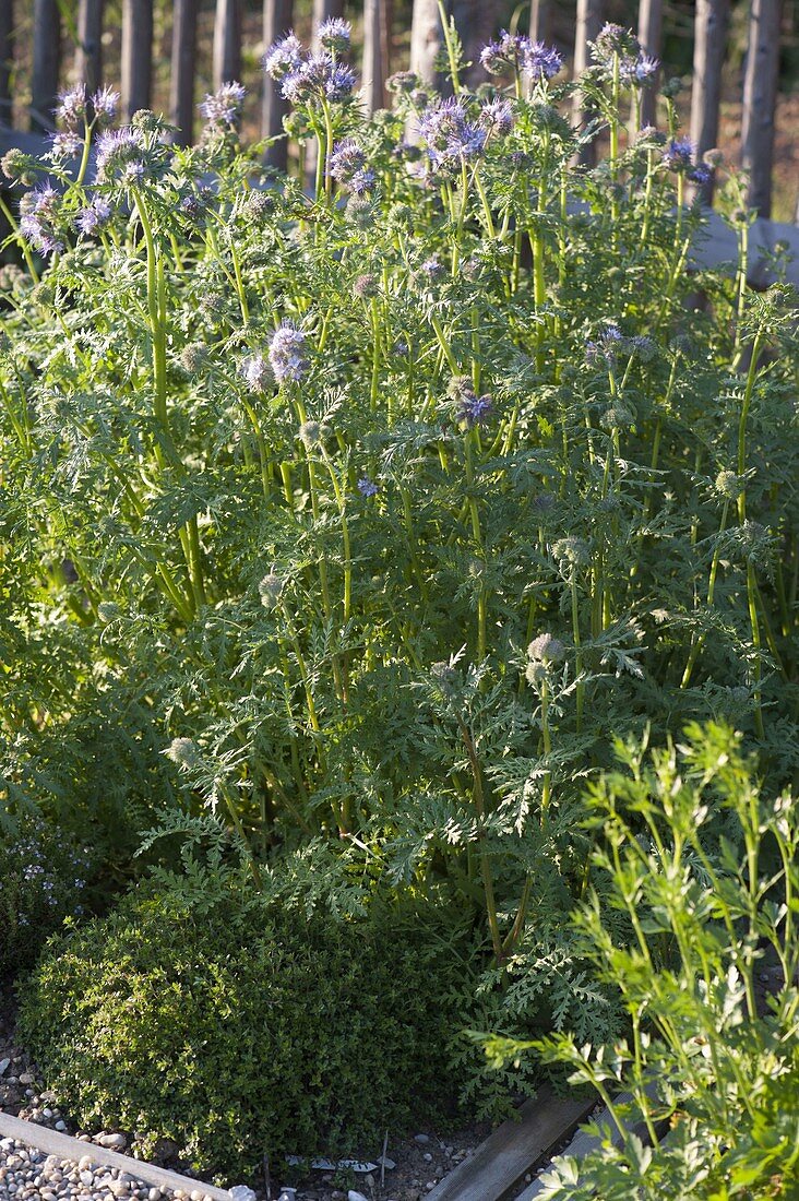 Phacelia (bee friend) as green manure