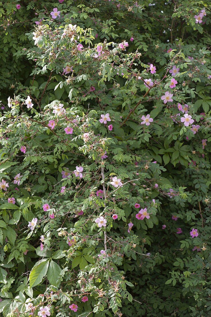 Rosa carolina (Wiesenrose)