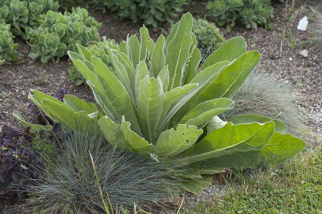 Verbascum thapsus (mullein)