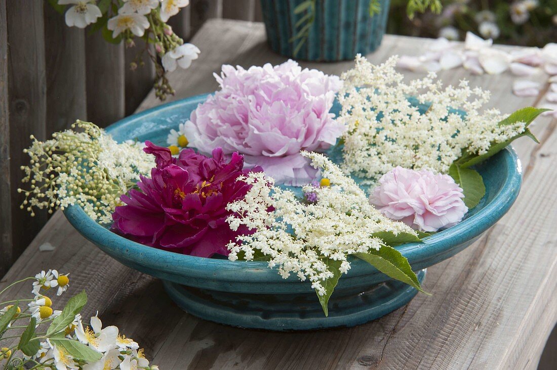 Blüten von Paeonia (Pfingstrosen) und Sambucus nigra (Holunder)