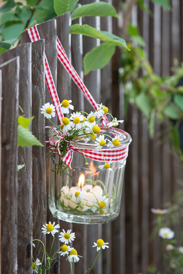 Glass as lantern hung on fence, small bouquet of Matricaria chamomilla