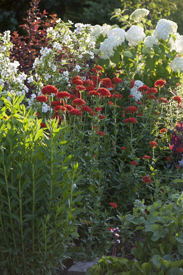 Sommerbeet mit Gehölzen und Stauden: Lychnis chalcedonica