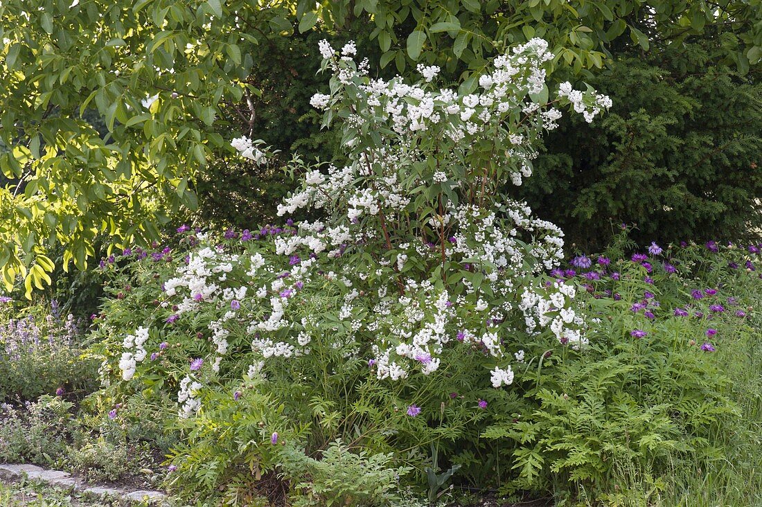 Deutzia magnifica (Deutzia, Star Bush) and Centaurea dealbata