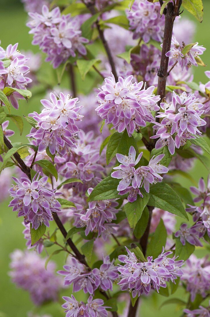 Deutzia hybride 'Strawberry Field' (Deutzia, Star Bush)