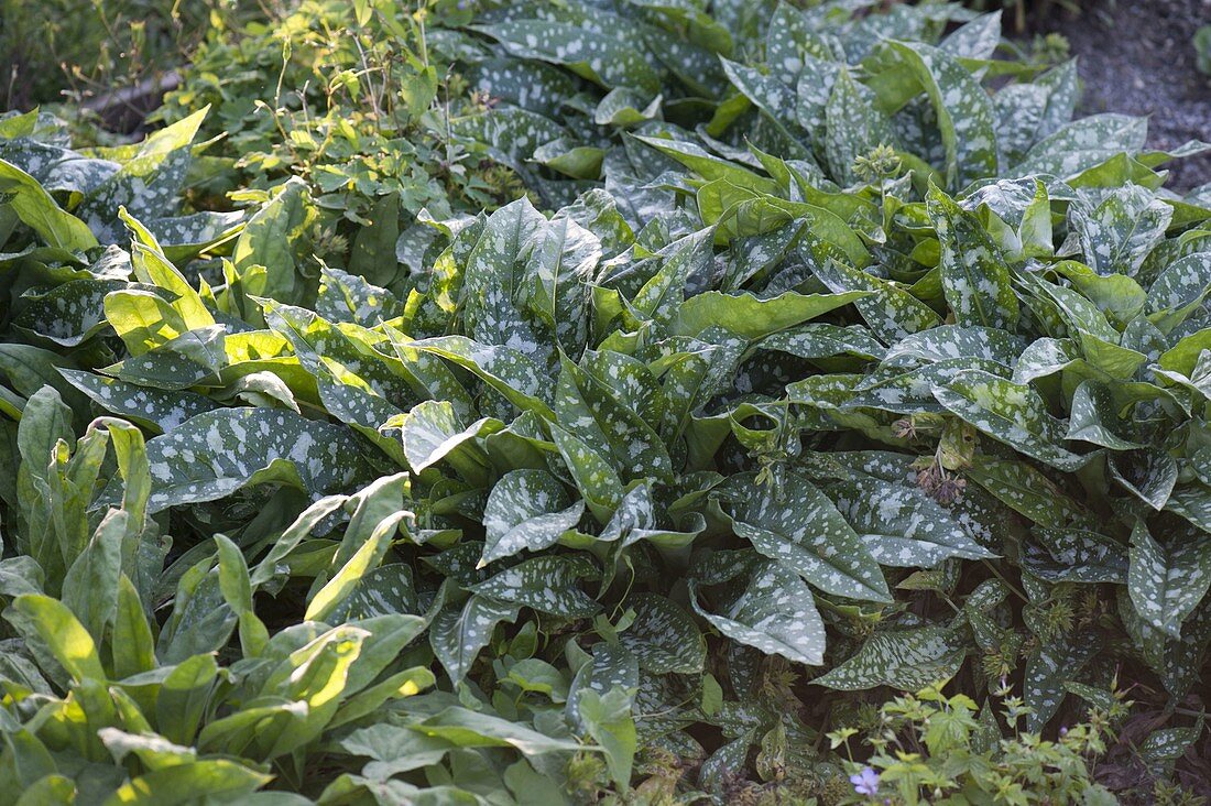 Pulmonaria 'Trevi Fountain' (Lungwort) as dense ground cover