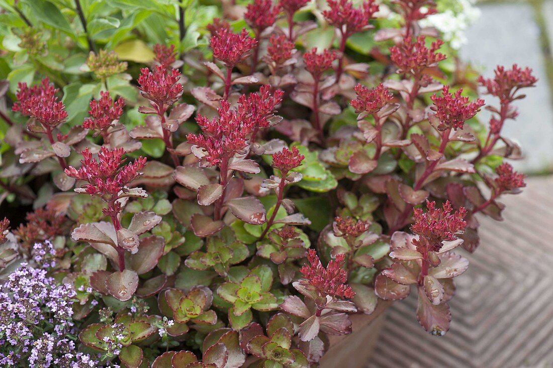 Sedum spurium 'Fuldaglut' (red-leaved ground cover - stonecrop)