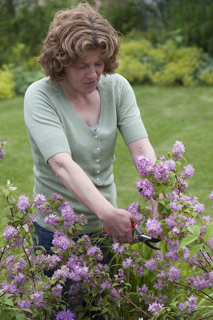 Woman cutting Deutzia hybrida 'Strawberry Field' (deutzia, star bush)