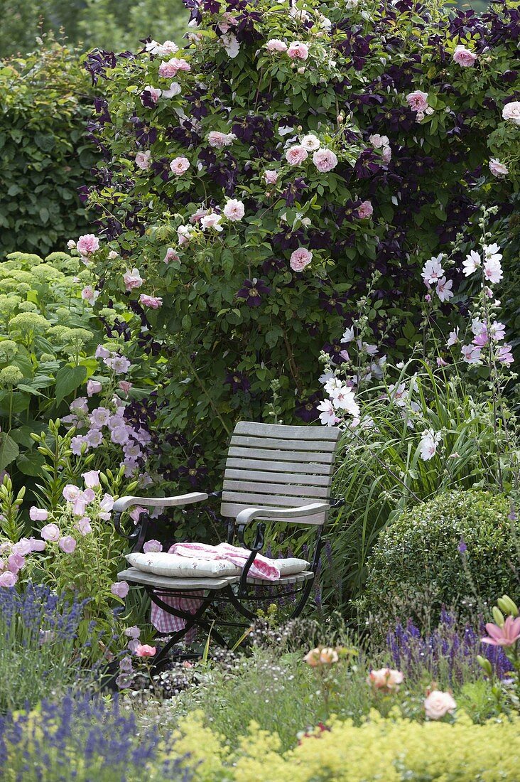 Rose 'Kir Royal' and Clematis viticella 'Romantika' in the flowerbed