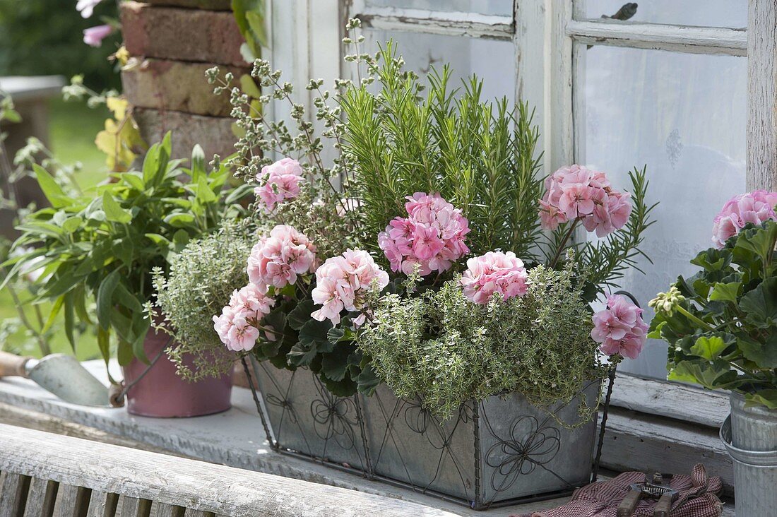 Mini - Blechkasten mit Pelargonium zonale (Stehenden Geranien)