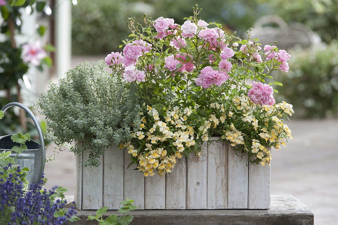Wooden box with lemon thyme 'Silver King', pink