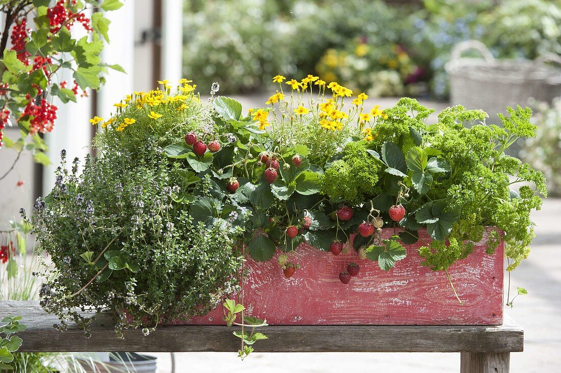 Wooden box with thyme (Thymus), Tagetes tenuifolia (marigolds)