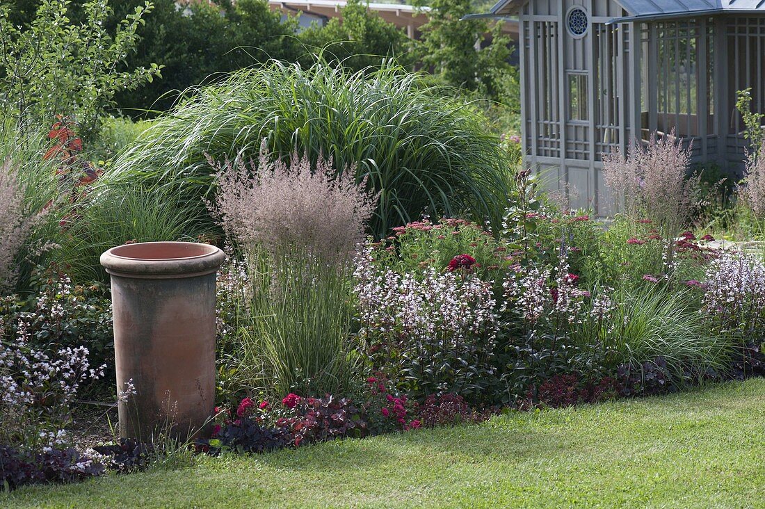 Penstemon 'Huskers Red', Heuchera (purple lily), pink