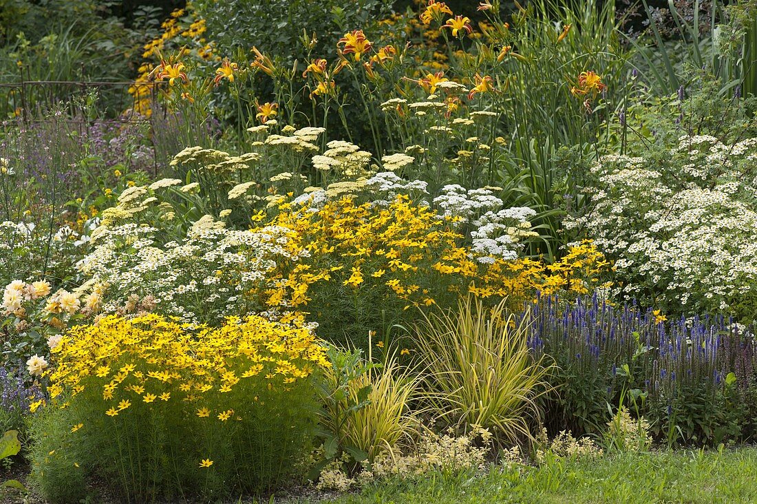 Beet mit Coreopsis vertillata 'Grandiflora' (Mädchenauge), Achillea