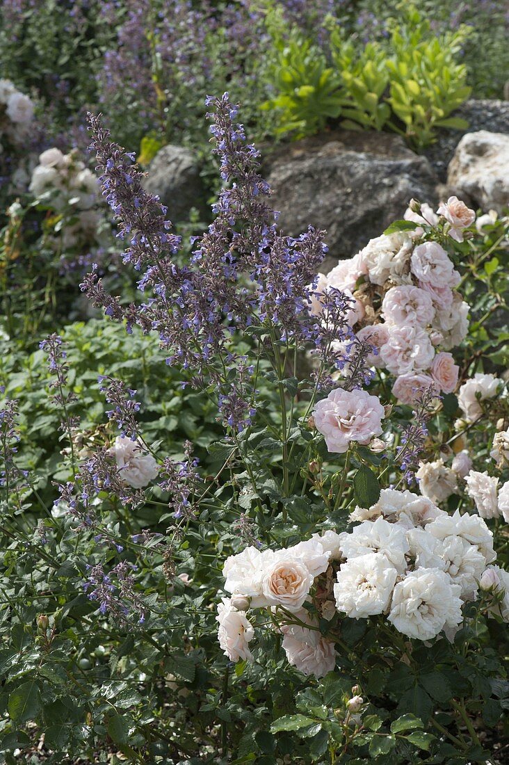 Rosa 'Banquet' (bedding rose), repeat flowering, with Nepeta (catmint)