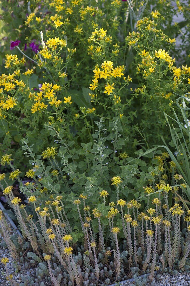 Hypericum perforatum (Johanniskraut), Sedum reflexum (Tripmadam)