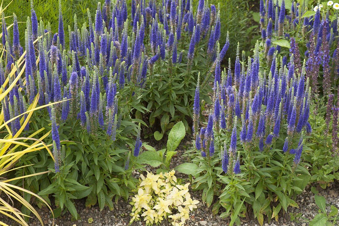 Veronica spicata 'Blaufuchs' (Blauer-Ehrenpreis)