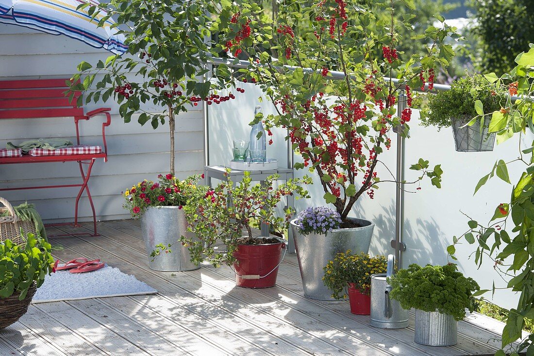 Redcurrant 'Rolan' (Ribes rubrum) with Brachyscome