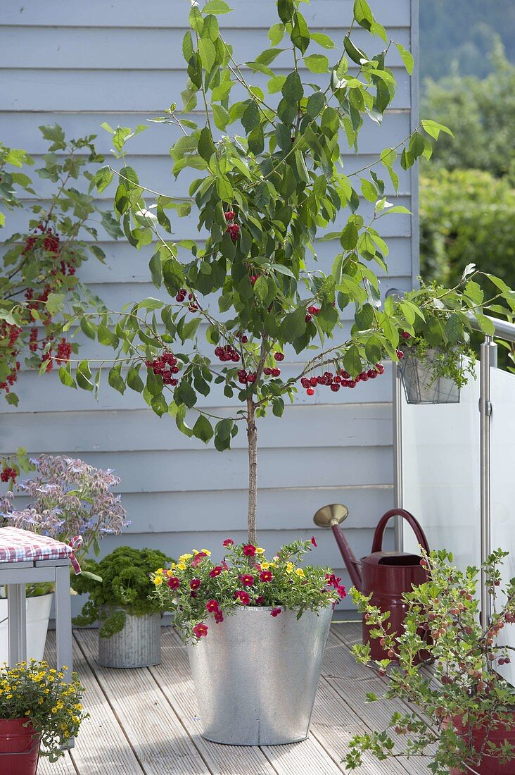 Sour cherry 'Saphir' (Prunus cerasus)