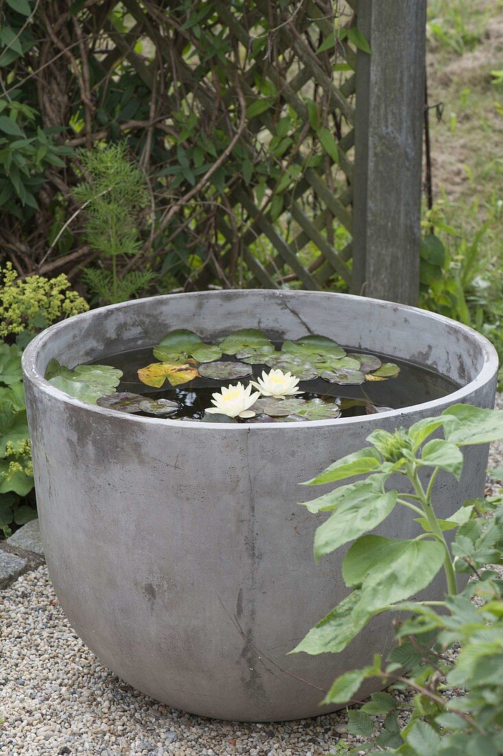 Grey water pot with Nymphaea 'Marliacea Chromatella' (water lily)