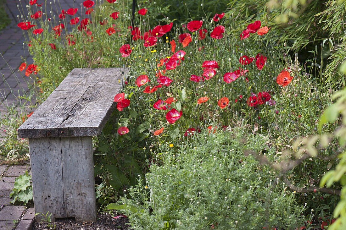 Wooden bench in front of Papaver rhoeas (corn poppy) and Anthemis tinctoris