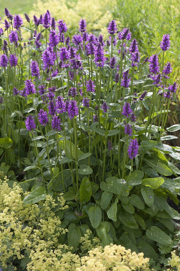 Stachys monnieri 'Hummelo' (Shaggy rush)