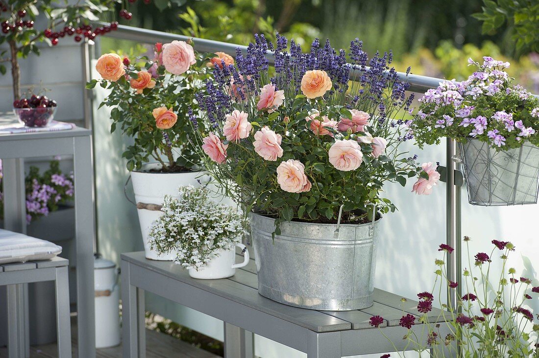 Pink 'Palace Rose Olympic' (bed rose), lavender 'Hidcote Blue'