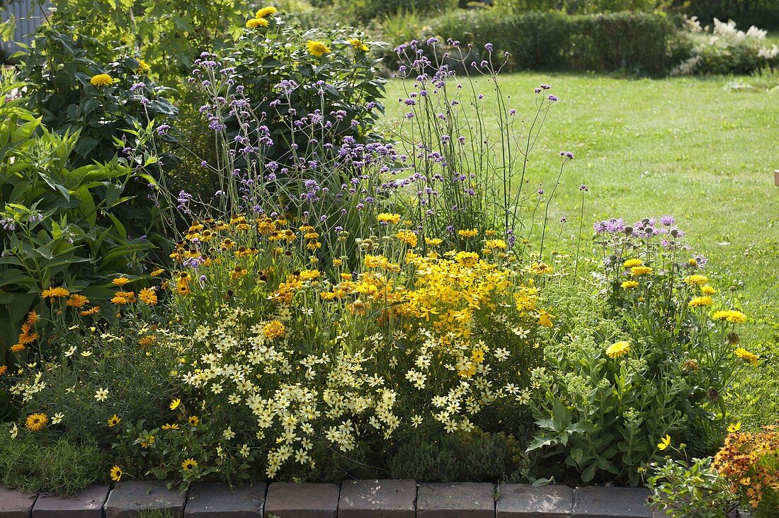 Yellow summer bed with perennials and summer flowers