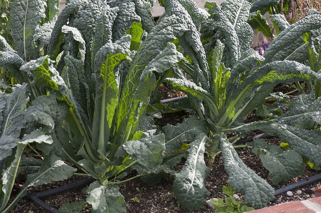 Palm cabbage 'Nero di Toscana' (Brassica oleracea var. palmifolia) in the border