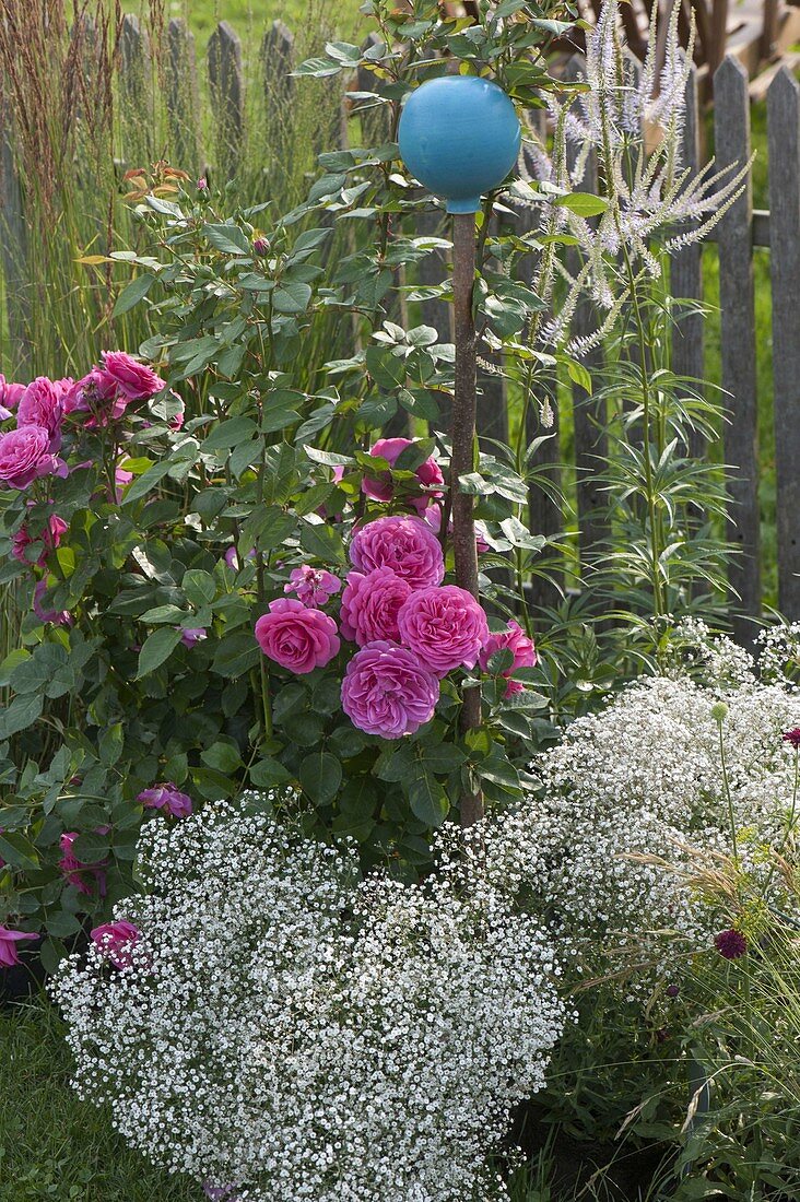 Türkise Rosenkugel mit rosa Renaissance 'Lea' (Strauchrose)